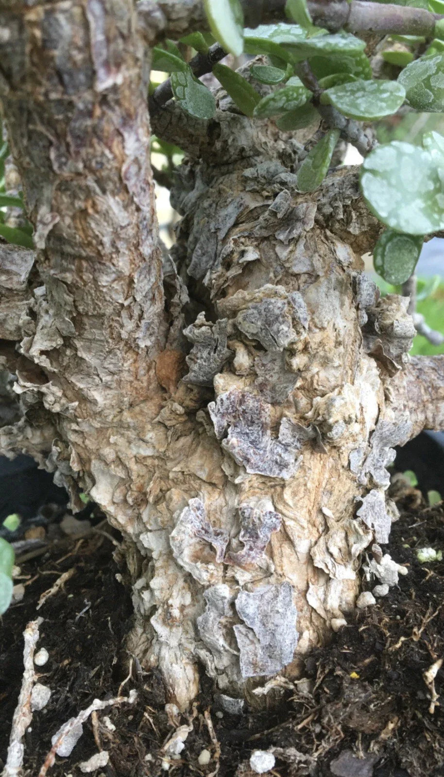 Cork Bark Portulacaria Succulent Cuttings, 6 pcs ~6” Long, Dwarf Jade Bonsai, Ideal for Indoor Gardening