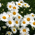 Shasta Daisy Seeds - 200+ Heirloom Seeds for Cut Flowers - Chrysanthemum Maximum Perennial
