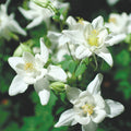 Columbine Seeds | Crystal Star Variety | Non-GMO | Aquilegia caerulea | Seed Store 1217
