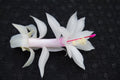 Christmas Cactus Starter Plant - Small Healthy Livia Variety - Schlumbergera Truncata - Well Rooted for Easy Growth