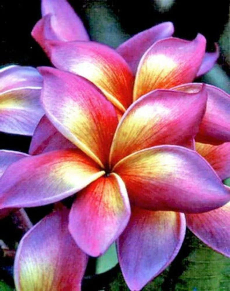 Plumeria Seeds - 5 Bright Pink Yellow Orange Flower Perennial - Plumeria spp.