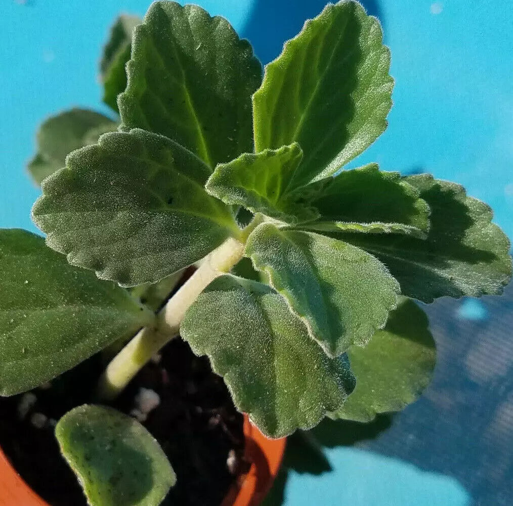 Plectranthus Neochilus Cuttings - 5x Fuzzy Lobster Flower Swedish Ivy Spur Flower