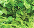 Upland Cress Seeds - 500+ Non-GMO Seeds for Gardening - Nasturtium officinale
