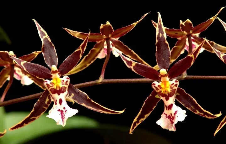Orchid Plant Brassidium Golden Gamine 'White Knight' 2.5" Pot