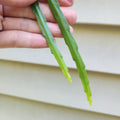 Lepismium bolivianum Cuttings - 2 Fresh 6" Cuttings of Bolivian Orchid Cactus - Easy Care Houseplant