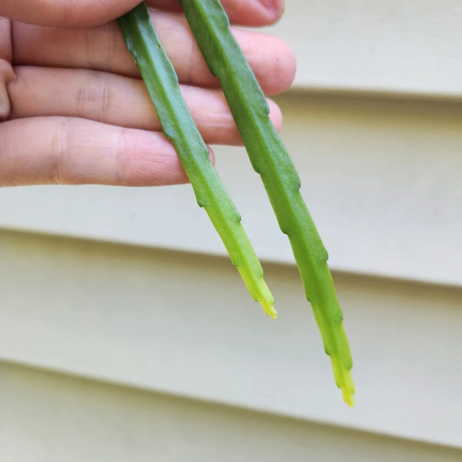 Lepismium bolivianum Cuttings - 2 Fresh 6" Cuttings of Bolivian Orchid Cactus - Easy Care Houseplant