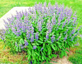 Organic Broadleaf Kitchen Sage Seeds - 201+ Culinary Herb Seeds for Garden & Container - Salvia officinalis