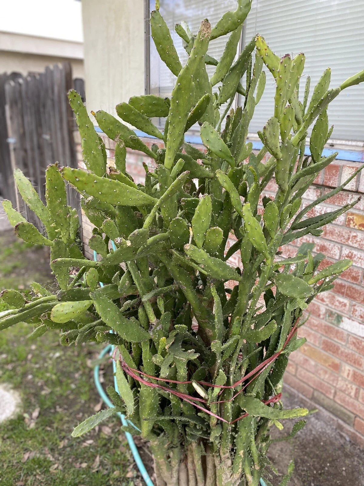 Opuntia monacantha Cuttings - Joseph's Coat Cactus 5 Drooping Prickly Pear Succulent Plant