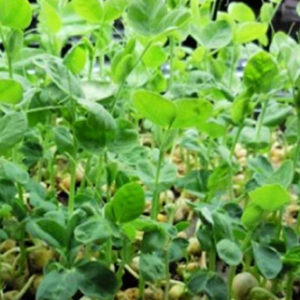 Brown Speckled Pea Seeds - 12 oz - Pisum sativum - Heirloom Variety for Home Gardening