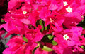Bougainvillea Starter Plant - VERA LYNN Variety - Live Plug from USA Seller - Ideal for Gardens and Landscaping