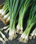White Lisbon Onion Seeds - 250+ Non-GMO Scallion/Bunching - Heirloom Variety - Fresh Onion Seeds for Planting