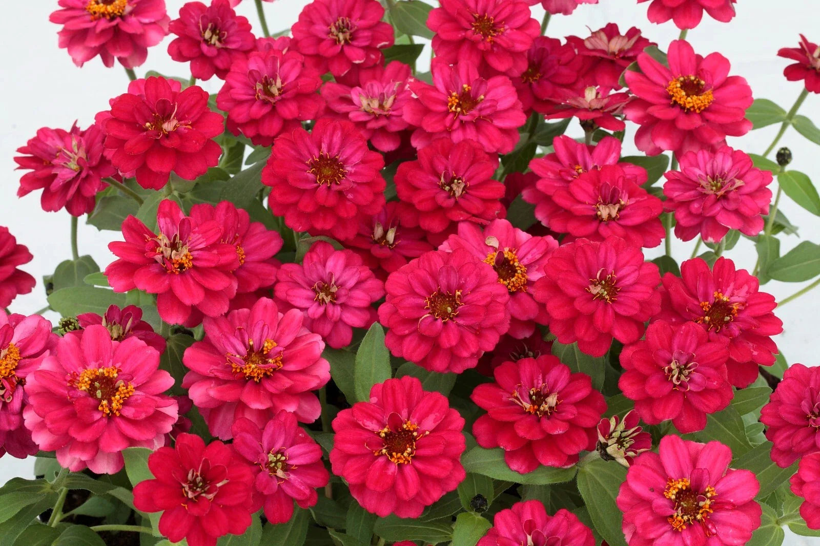 Profusion Double Hot Cherry Zinnia Seeds - 100+ Pack - Vibrant Red Blooms - Zinnia elegans