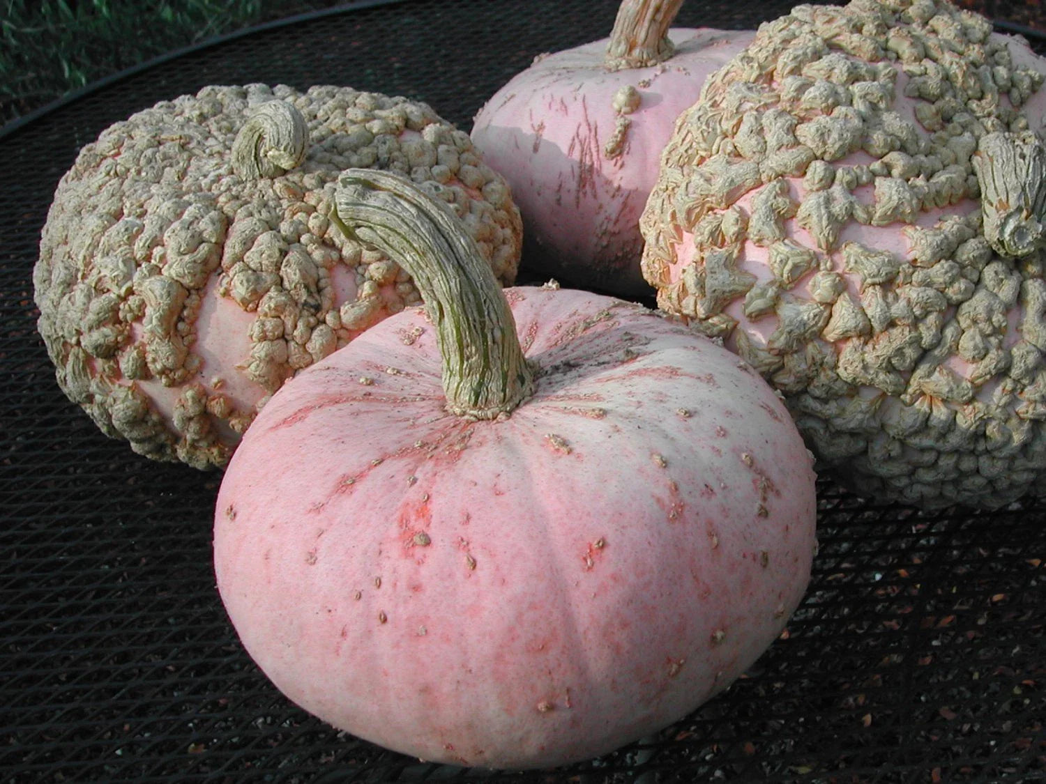 Pumpkin Seeds - Galuex De Eysines Variety - Fresh Seeds - Non-GMO, Heirloom Pumpkin Seed
