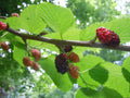 Organic Raspberry Mint Cherry Mulberry Tea Leaves - Natural Herbal Medicine Blend for Wellness