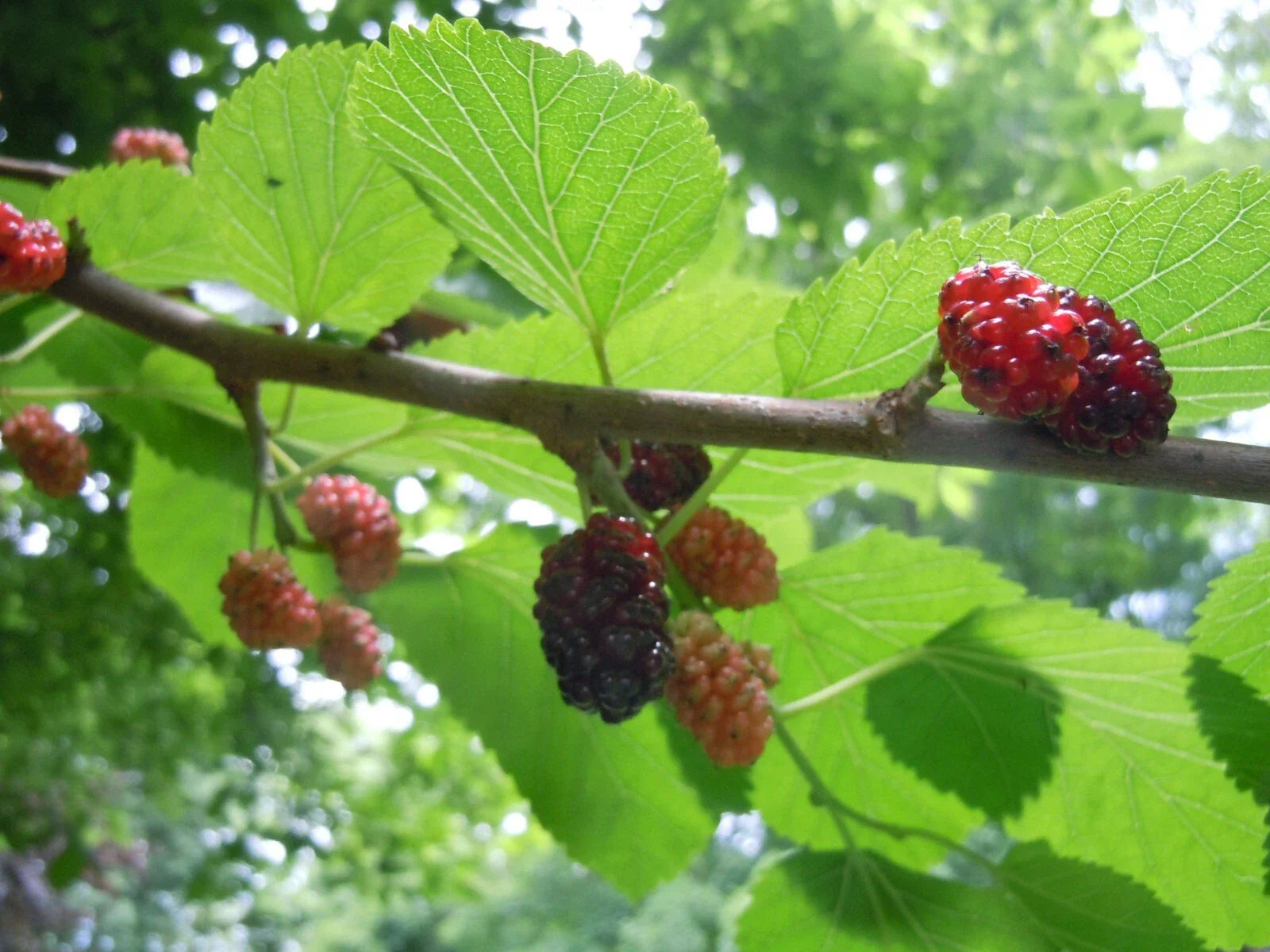 Organic Raspberry Mint Cherry Mulberry Tea Leaves - Natural Herbal Medicine Blend for Wellness