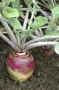Rutabaga Seeds 500 Count American Purple Top Heirloom Bulk 168,000 Seeds Large Yields Brassica napus
