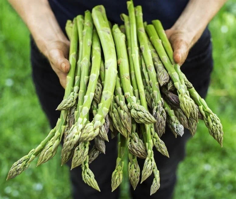 Jersey Giant Asparagus Bare Root Plants 2-Year Crowns - Asparagus officinalis