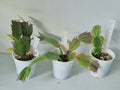 Schlumbergera Starter Plants Set of 3 - Christmas Cactus Variety - Easy Care Houseplant