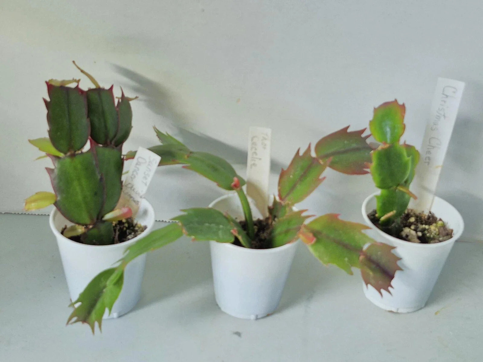 Schlumbergera Starter Plants Set of 3 - Christmas Cactus Variety - Easy Care Houseplant