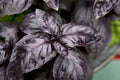 Dark Opal Basil Seeds, NON-GMO, Purple Variety - Ocimum basilicum