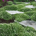 Irish Moss Seeds for Planting - Ground Cover Seeds - Attractive Blooms - Chondrus crispus