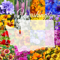 Wildflower Seed Mix 1/4 Pound Bulk Washington Western 800 sq ft Coverage - Native Wildflowers, Eco-Friendly Gardening