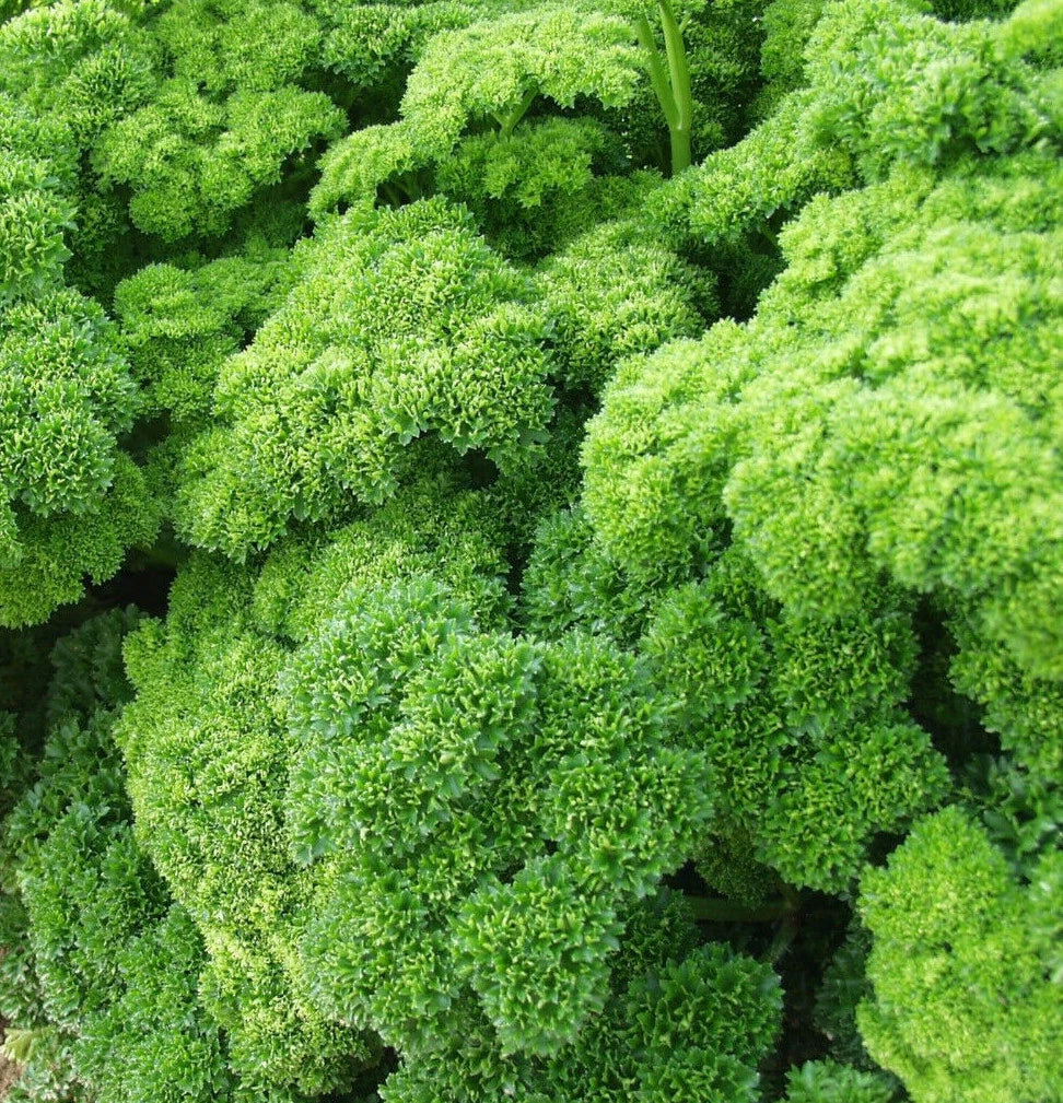 Curly Leaf Parsley Seeds | Triple Moss Curled Variety | Herb Garden Seed for Planting | Petroselinum crispum