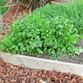 Cilantro Seeds 60+ Count Coriander Herb for Salsa Tex-Mex Kitchen Summer Garden Container Gardening
