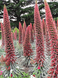 Tower of Jewels Seeds 25 Count Red Bugloss Echium Wildpretii Ruby Hummingbird Flower