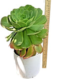 Large Rooted Aeonium Arboreum Succulent Green Rose - 15" Tall x 6.5" Wide