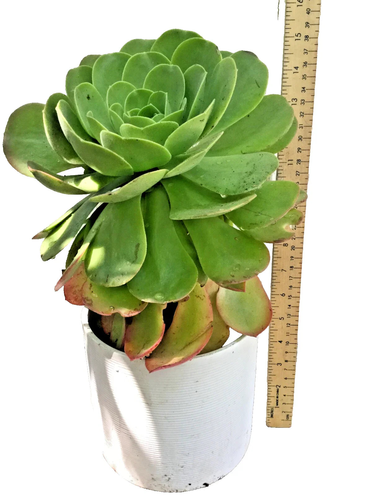 Large Rooted Aeonium Arboreum Succulent Green Rose - 15" Tall x 6.5" Wide