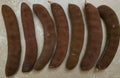 Fresh Texas Ebony Tree Seed Pods with Seeds - Ebenopsis ebano Bonsai Supplies