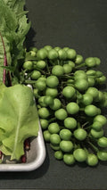 Pea Eggplant Plants, 8in Tall, Thai Brush Eggplant, Turkey Berry (Solanum torvum), Fast-Growing, Drought-Resistant, Edible Fruits