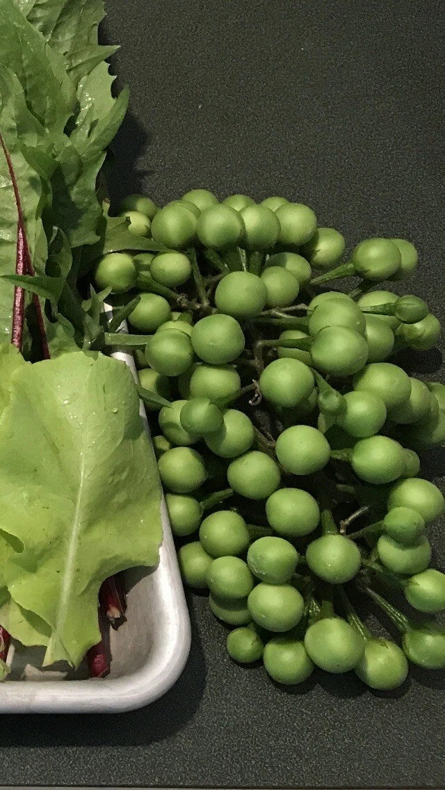 Pea Eggplant Plants, 8in Tall, Thai Brush Eggplant, Turkey Berry (Solanum torvum), Fast-Growing, Drought-Resistant, Edible Fruits
