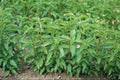 Lime Basil Seeds - 100-1000 Count - Hairy Variety with High Citrus Oil Content (Ocimum basilicum)