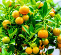 Calamondin Orange Tree - Fruit-Ready Calamansi - Citrus reticulata x microcarpa