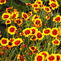 Plains Coreopsis Seeds - Calliopsis Tinctoria - 2025 Planting - Drought-Tolerant Wildflower Seeds