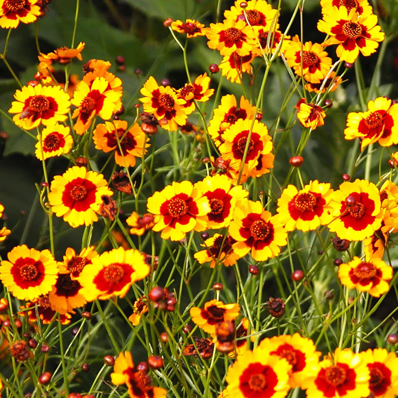 Plains Coreopsis Seeds - Calliopsis Tinctoria - 2025 Planting - Drought-Tolerant Wildflower Seeds