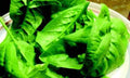 Olympia Spinach Seeds - Fresh Spinach Seed Variety for Home Gardening (Spinacia oleracea)