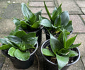 Sansevieria Hahnii Black Jade Snake Plant Starter in 4” Pot | Indoor Plant for Air Purification | Low Light Houseplant