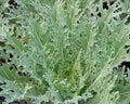 White Russian Kale Seeds 500+ Survival Vegetable Greens for Salad - Brassica oleracea