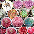 Hens and Chicks Succulent Seeds - 1,000 Pack - Cactus Variety - Sempervivum spp.
