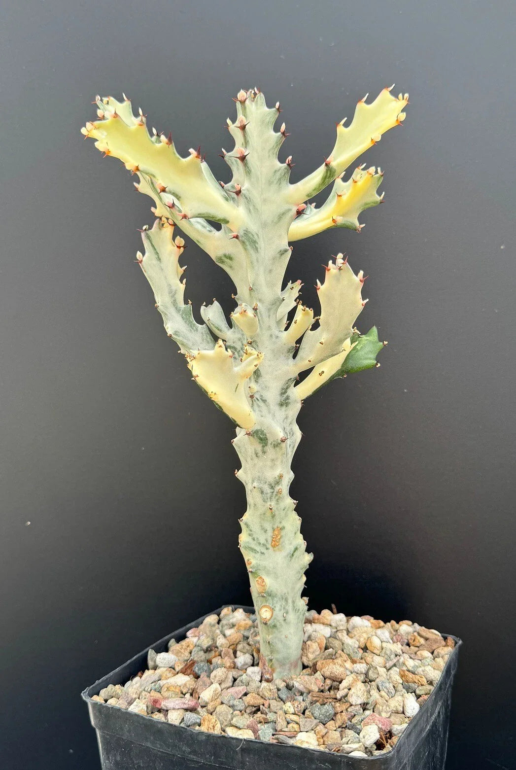 Euphorbia Lactea Variegated White Ghost - Rare Succulent Rooted Plant - 11" Pot Size - Unique Houseplant Decor