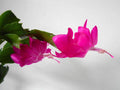 Schlumbergera Starter Plant - Thor Sharon - Christmas Cactus - Indoor Houseplant