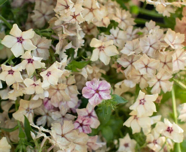 Phlox Seeds - 25 Cream Brulee Fragrant Flower Seeds - Phlox paniculata