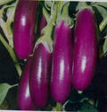 Eggplant Seeds - Long Purple Italian Variety - Fresh Seeds for Planting - Solanum melongena
