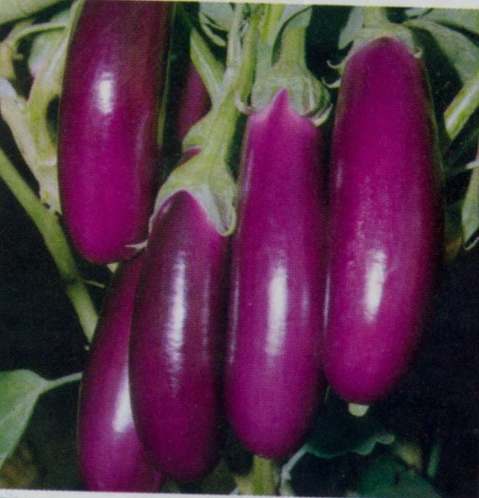 Eggplant Seeds - Long Purple Italian Variety - Fresh Seeds for Planting - Solanum melongena