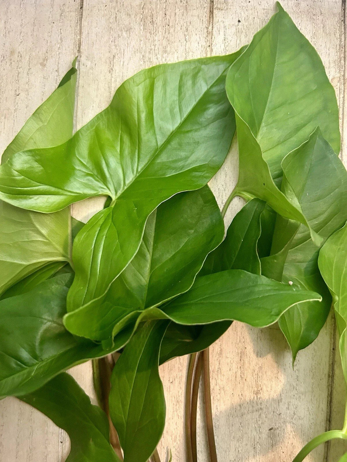 Rooted Plants - 10 Pack Arrowhead Vine - Syngonium Podophyllum
