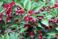 Weigela Florida Bush Shrub Flower Seeds - Old Fashioned Variety - Perennial Flowering Plant Seeds