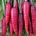 Purple Dragon Carrot Seeds - Heirloom Non-GMO - Daucus carota - Organic Vegetable Gardening